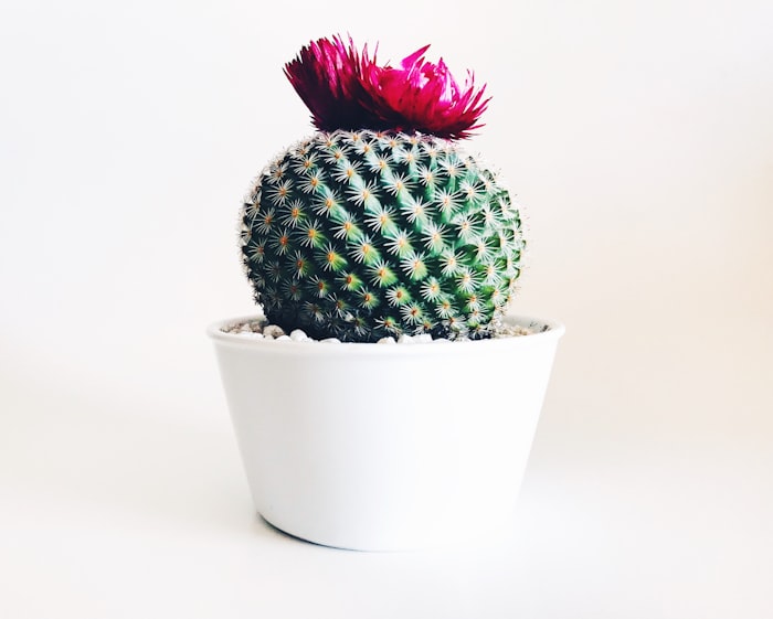 Cacto florido em vaso branco