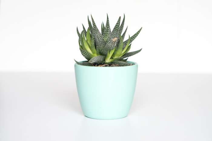 Haworthia em vaso menta