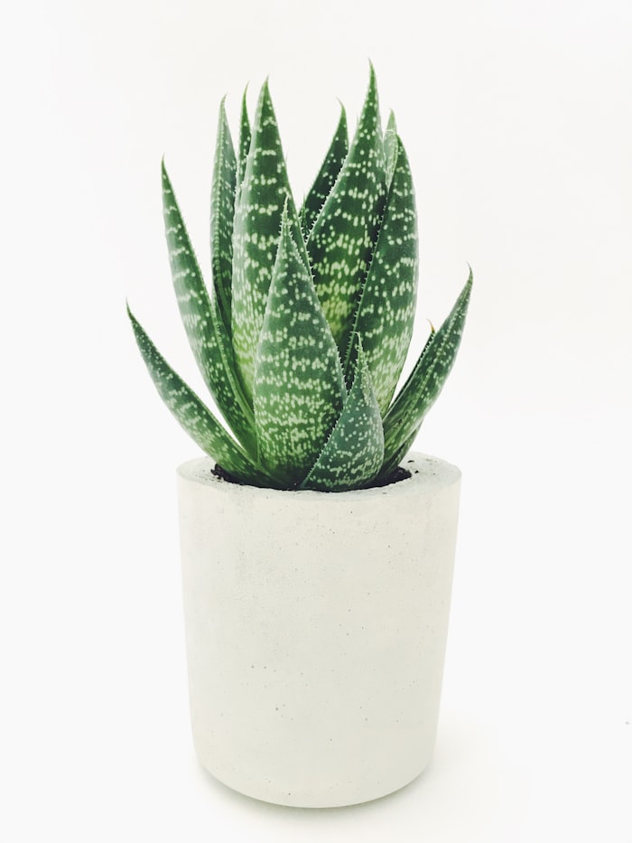 Aloe em vaso de cimento
